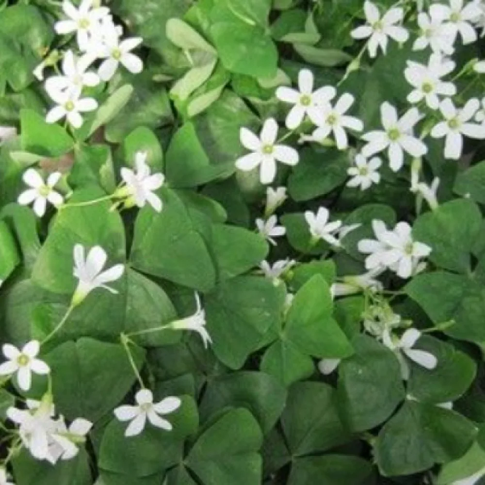 Käenkaali 'REGNELLII'
