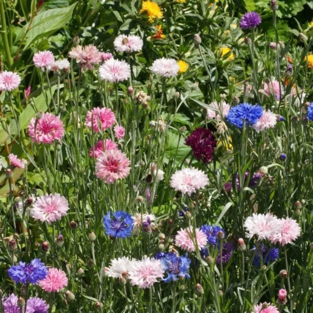 Ruiskaunokki 'Blue Shades', sekoitus