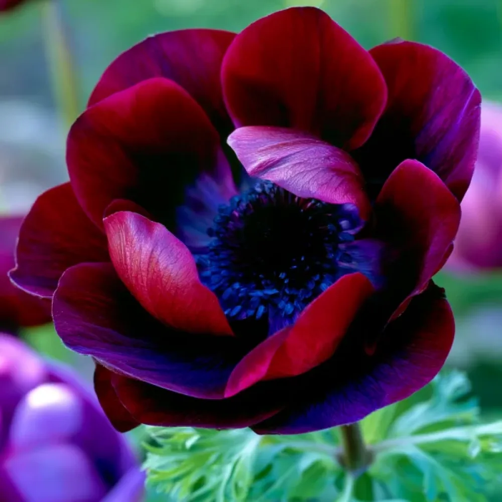 Vuokko 'Mistral Bordeaux'