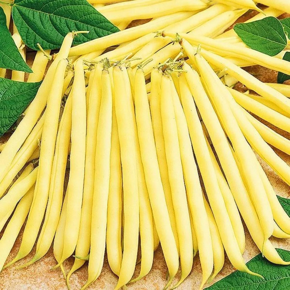 Tarhapapu 'Goldpantera'