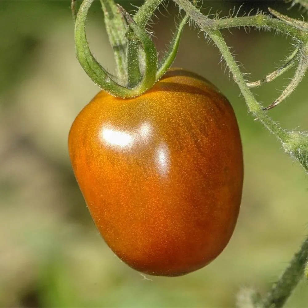 Kirsikkatomaatti 'Black Plum'