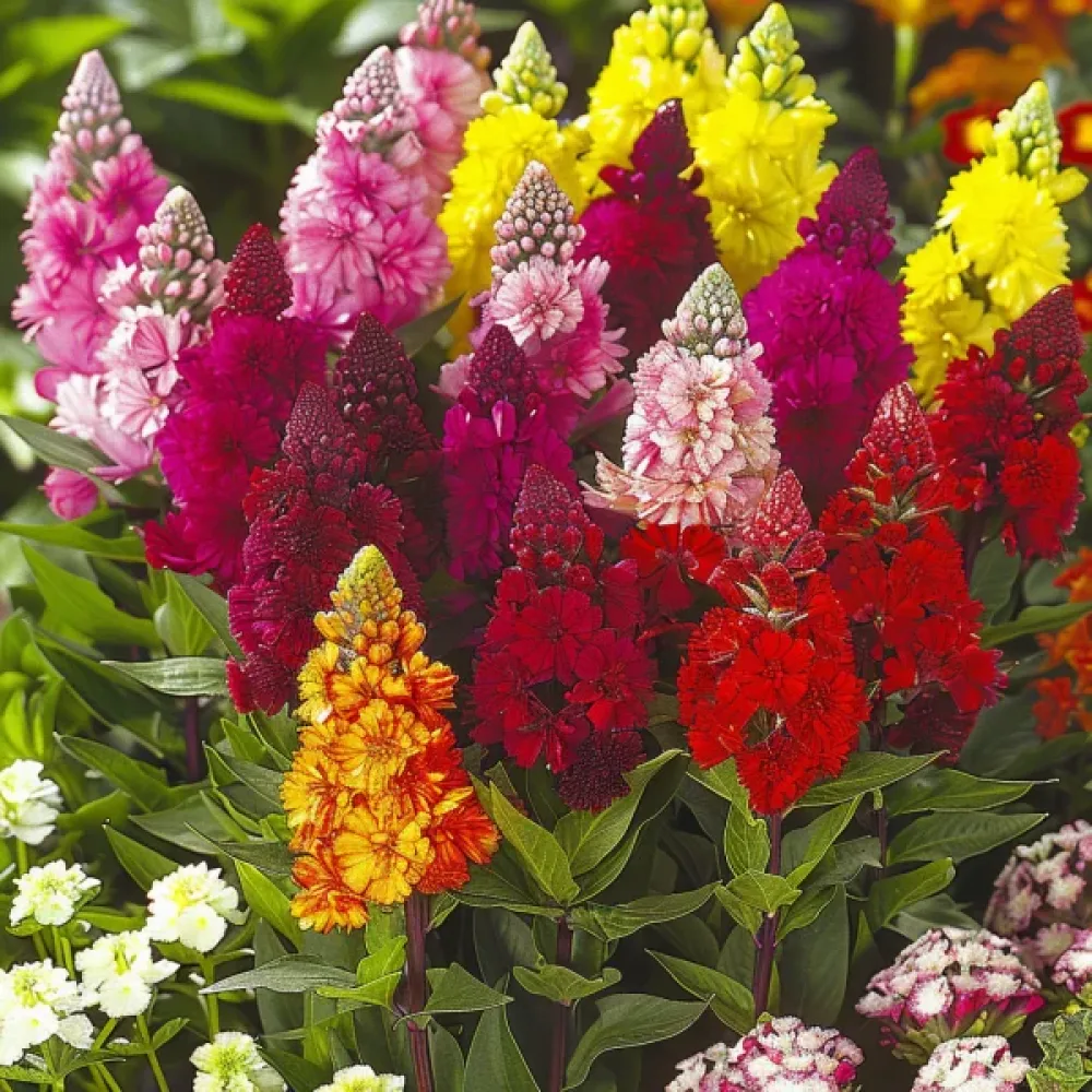 Kukonharja Celosia argentea cristata, sekoitus