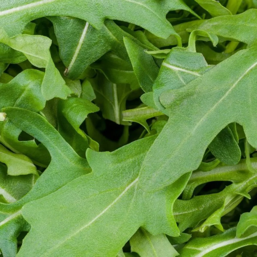 Rucola