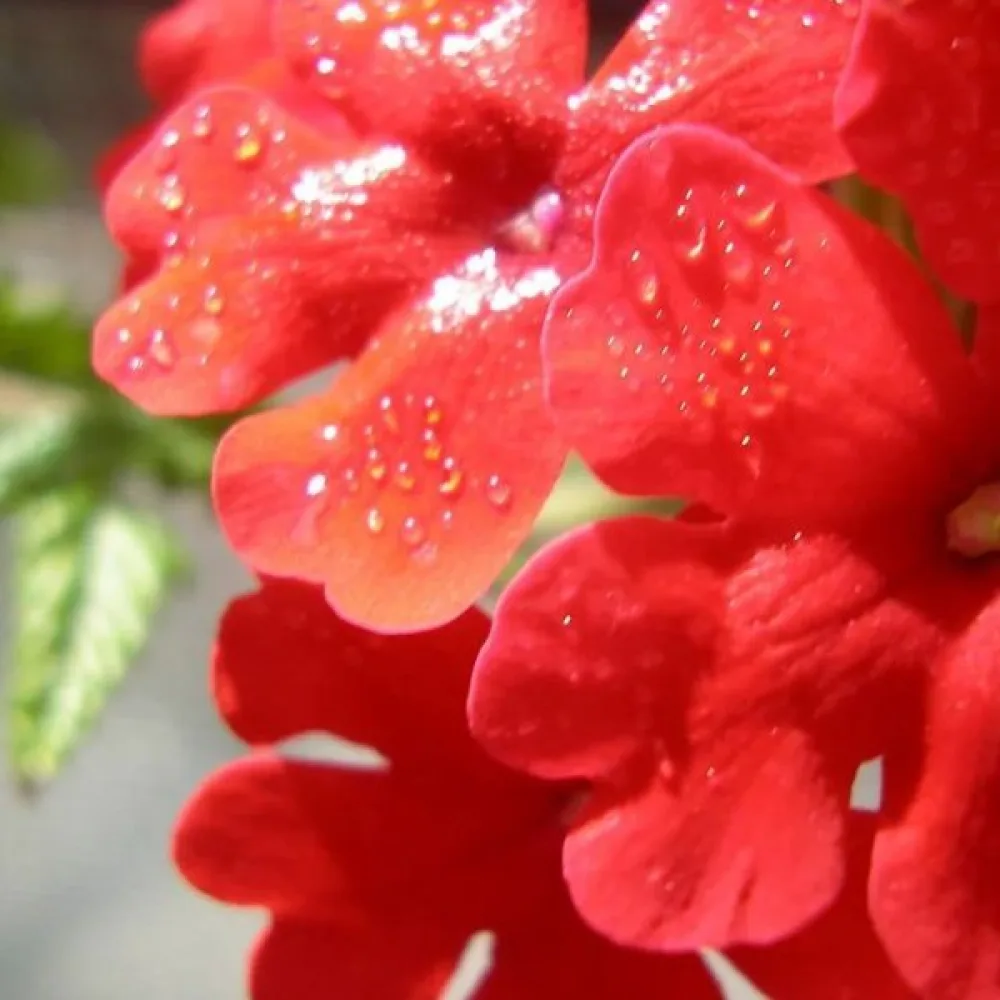 Tarhaverbena 'Luzifer'