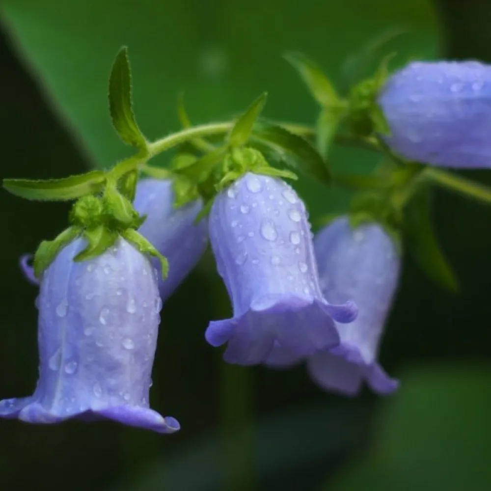 Kartanonkellokukka Campanula medium, vaaleansininen