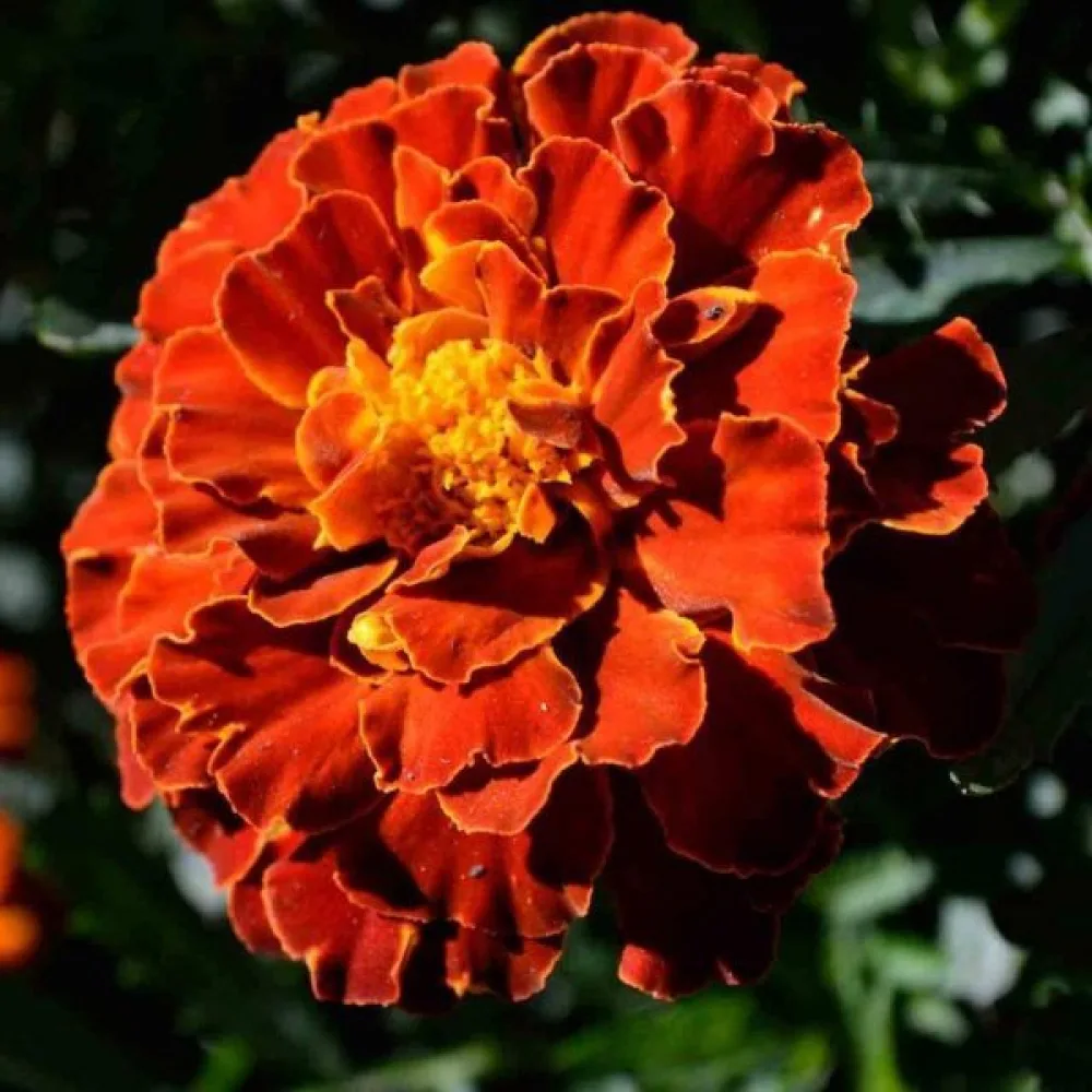 Ruusukesamettikukka 'Red Brocade'