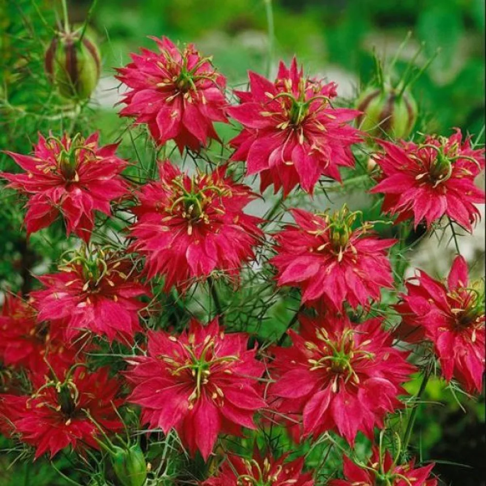 Neidonkukka 'Red Jewels' – punainen