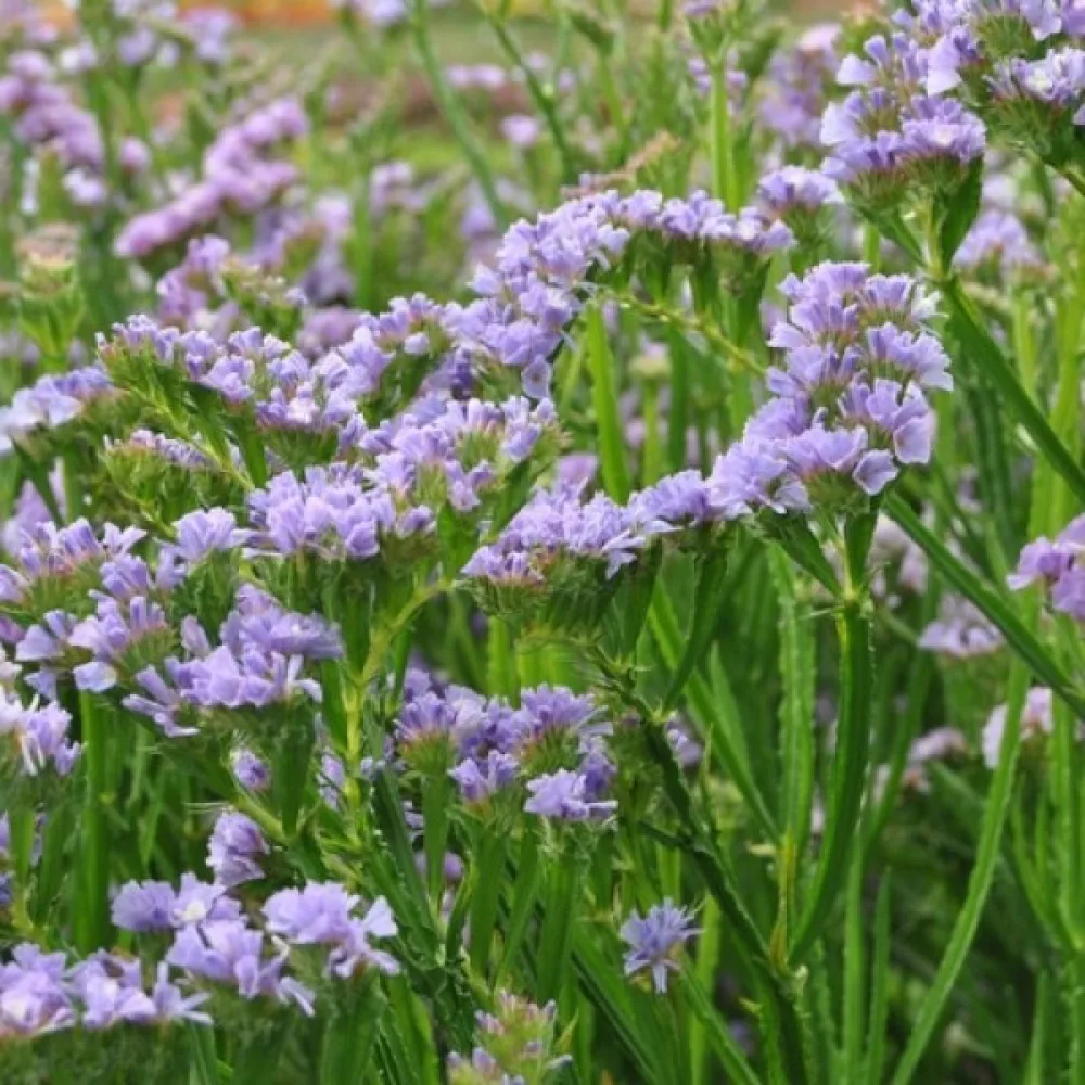 Limonium sinuatum – laventelinsininen