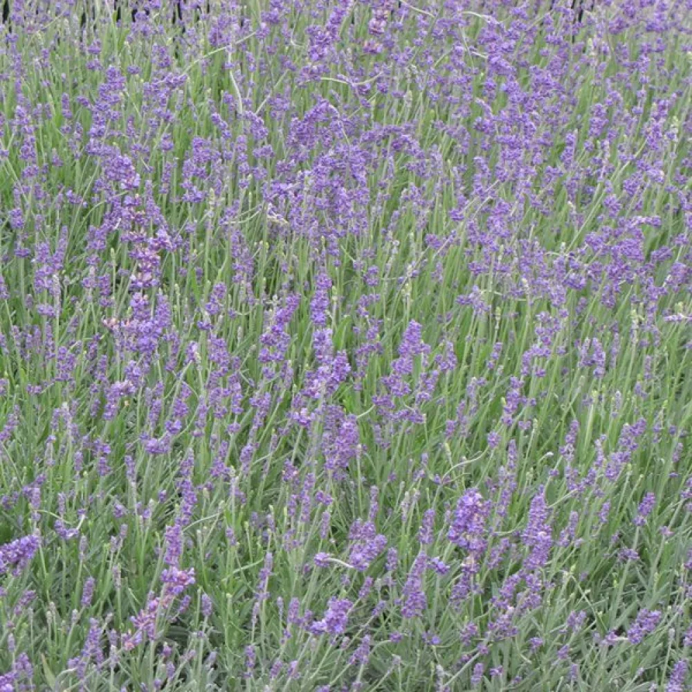 Tähkälaventeli 'Munstead'