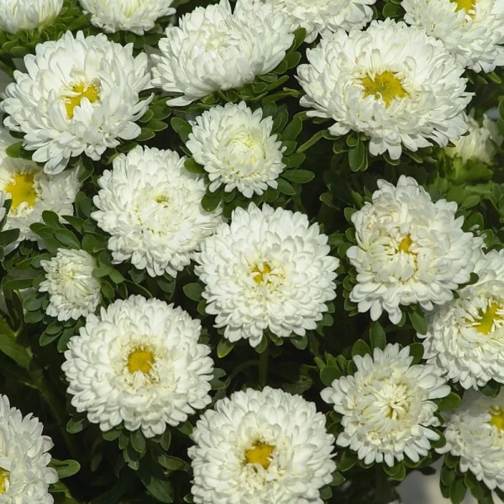 Kesäasteri 'Baronesse' – valkoinen