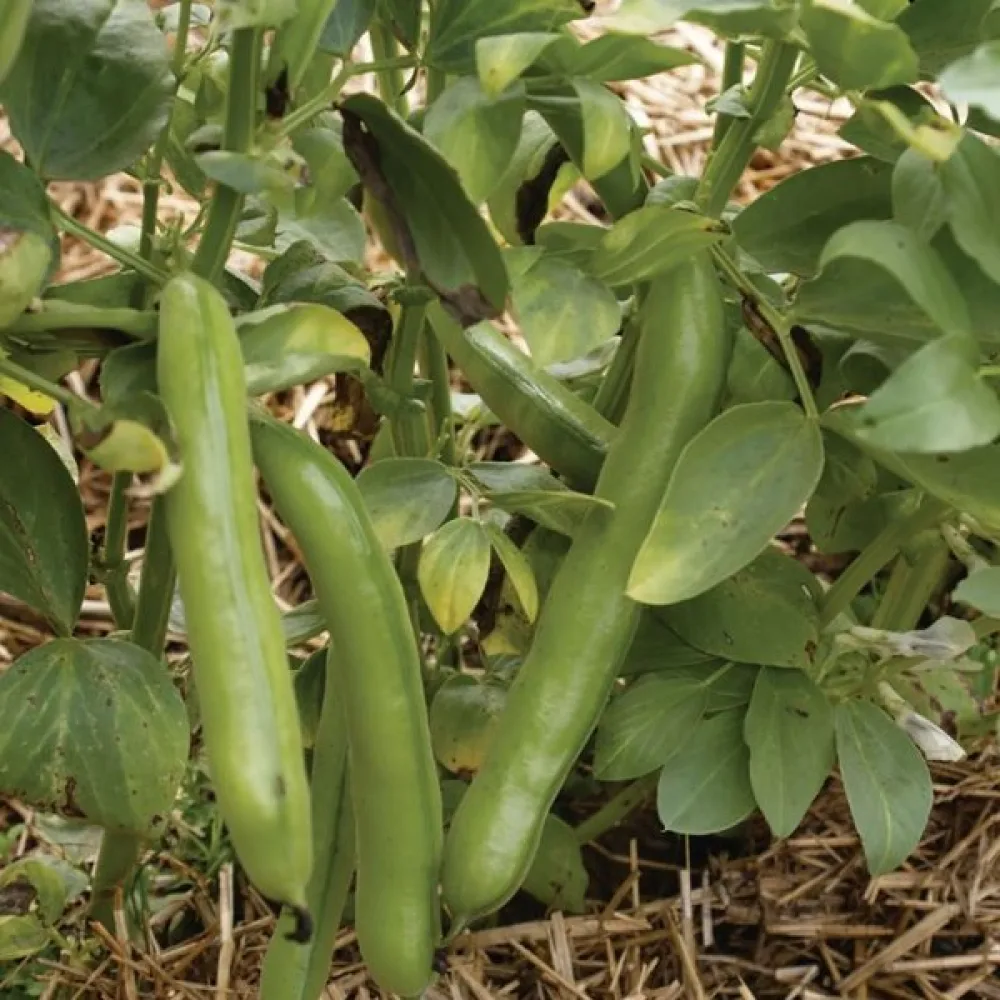 Härkäpapu 'Witkiem'