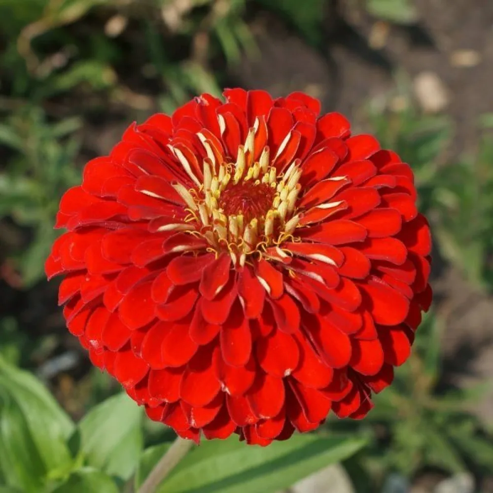 Tsinnia 'Cherry Queen'