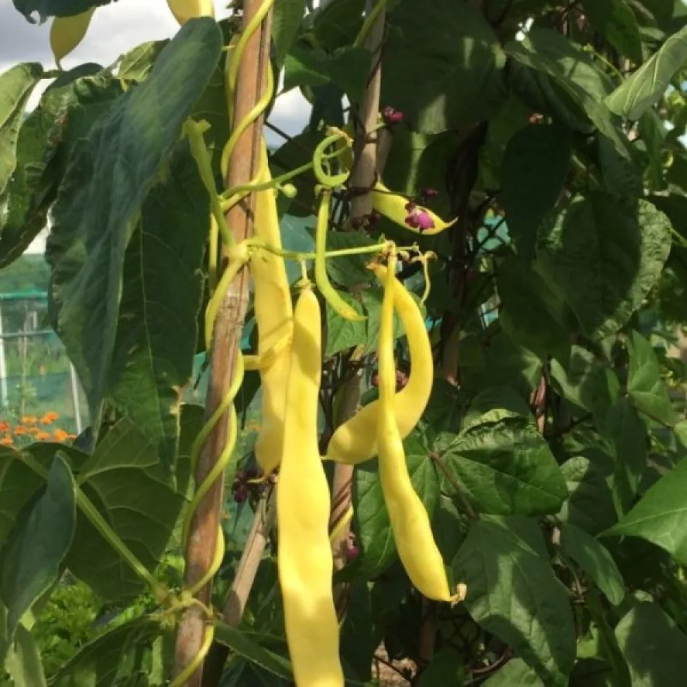Salkopapu 'Goldmarie'