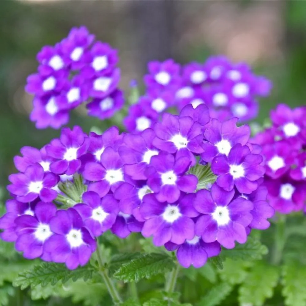 Tarhaverbena 'Splendor', violetti valkosilmäinen