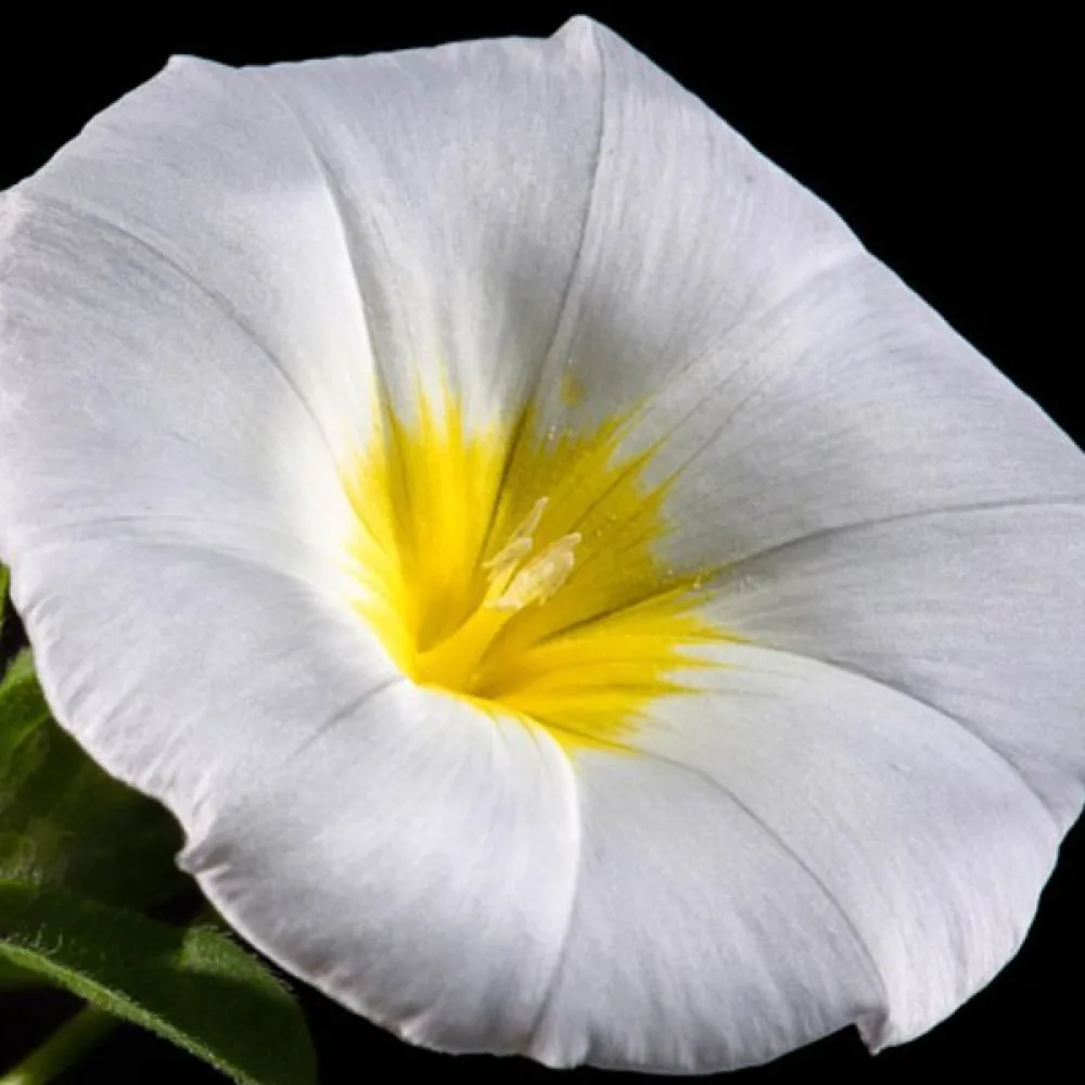Kolmivärikierto 'White Ensign'