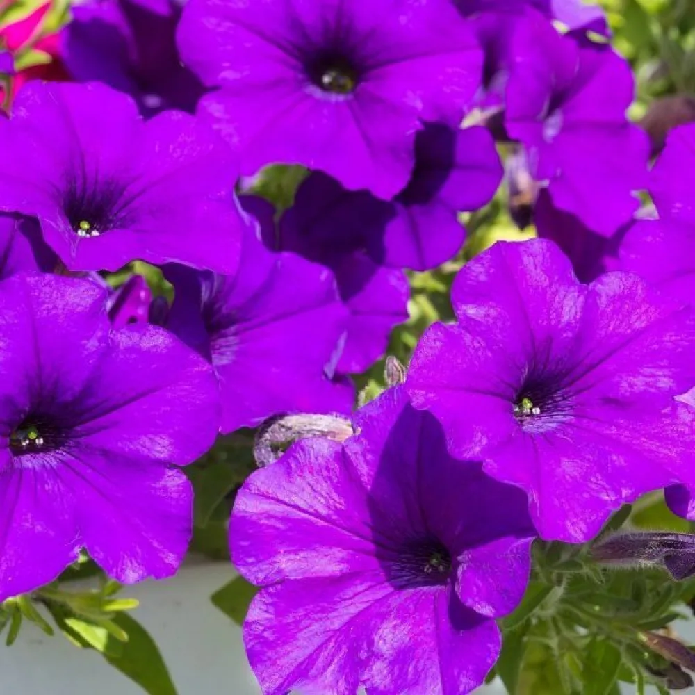 Tarhapetunia 'Alderman' – sininen