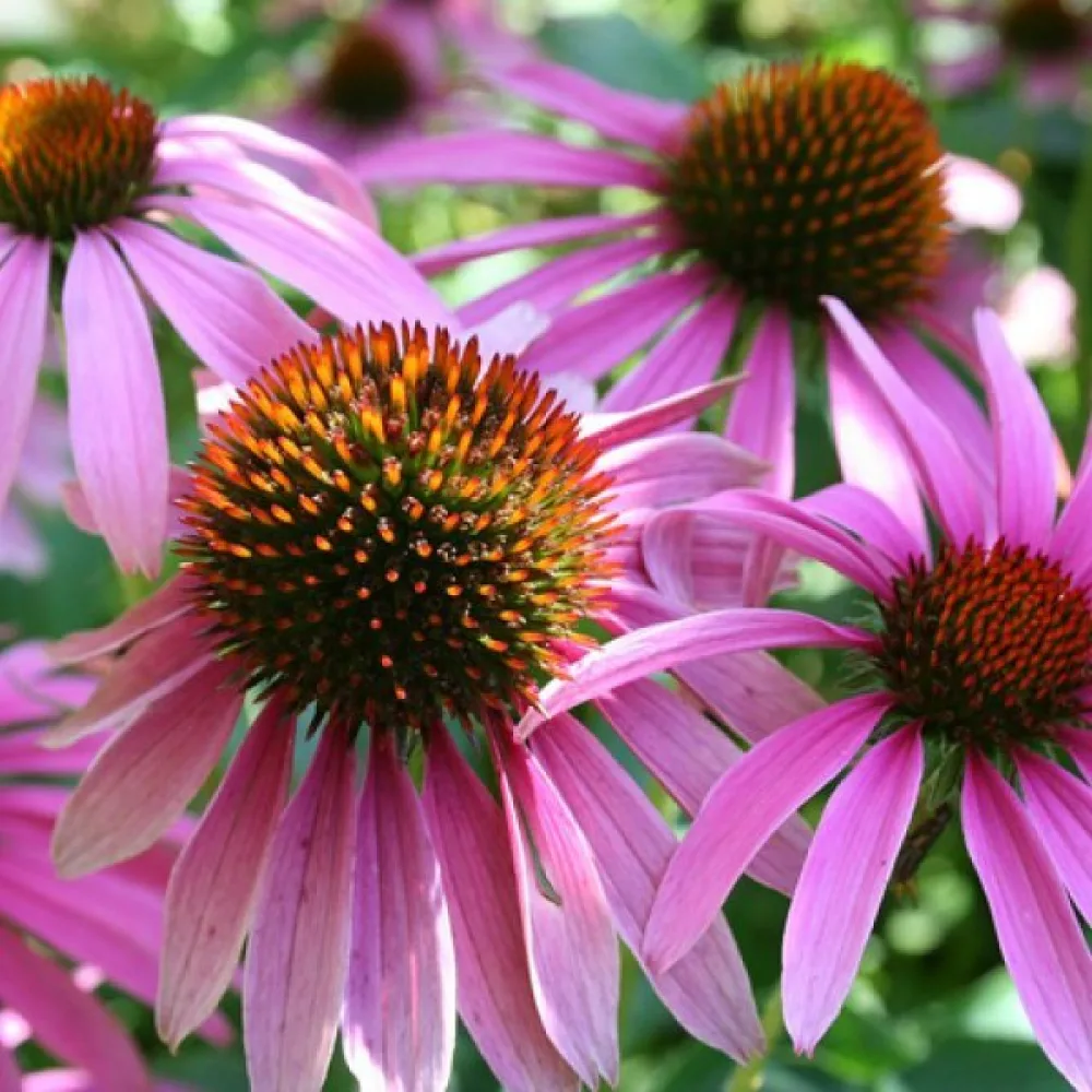Kaunopunahattu Echinacea purpurea, vaaleanpunainen