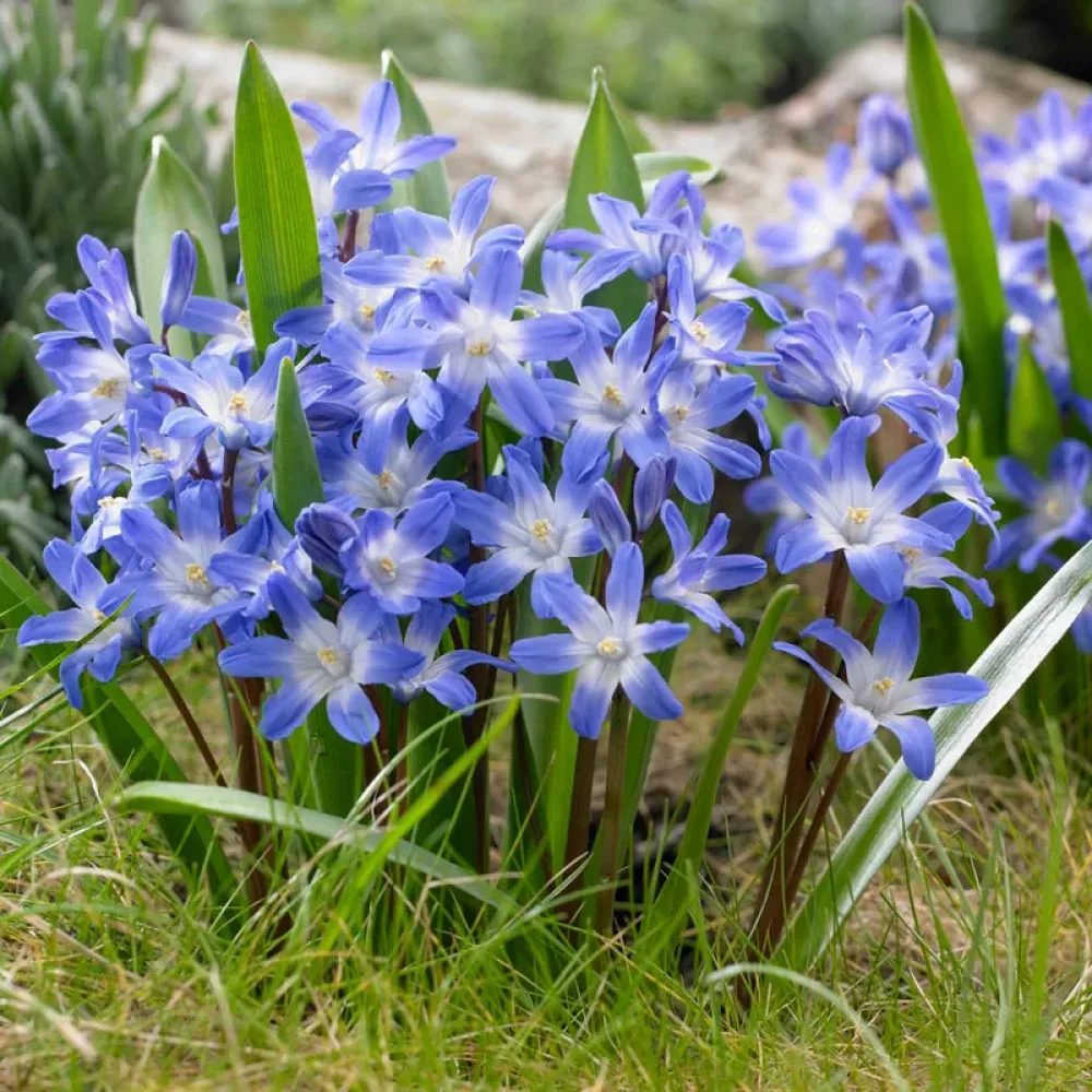 Kevätkirjo 'Blue Giant'