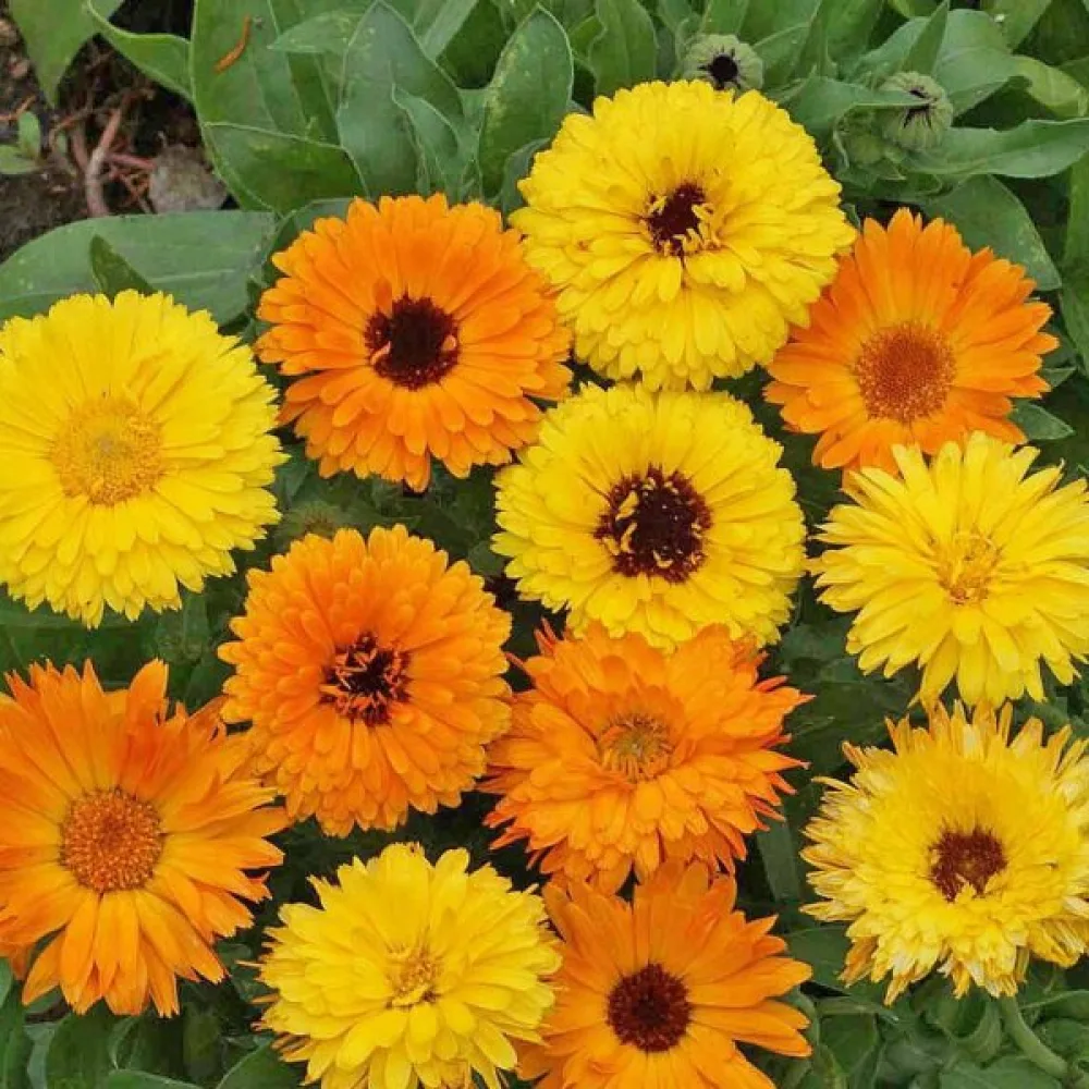 Kehäkukka 'Pacific Beauty' – mikroversoiksi