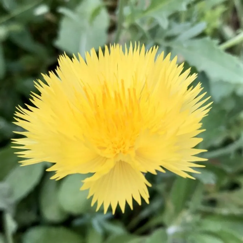 Myskikaunokki 'Suaveolens', keltainen