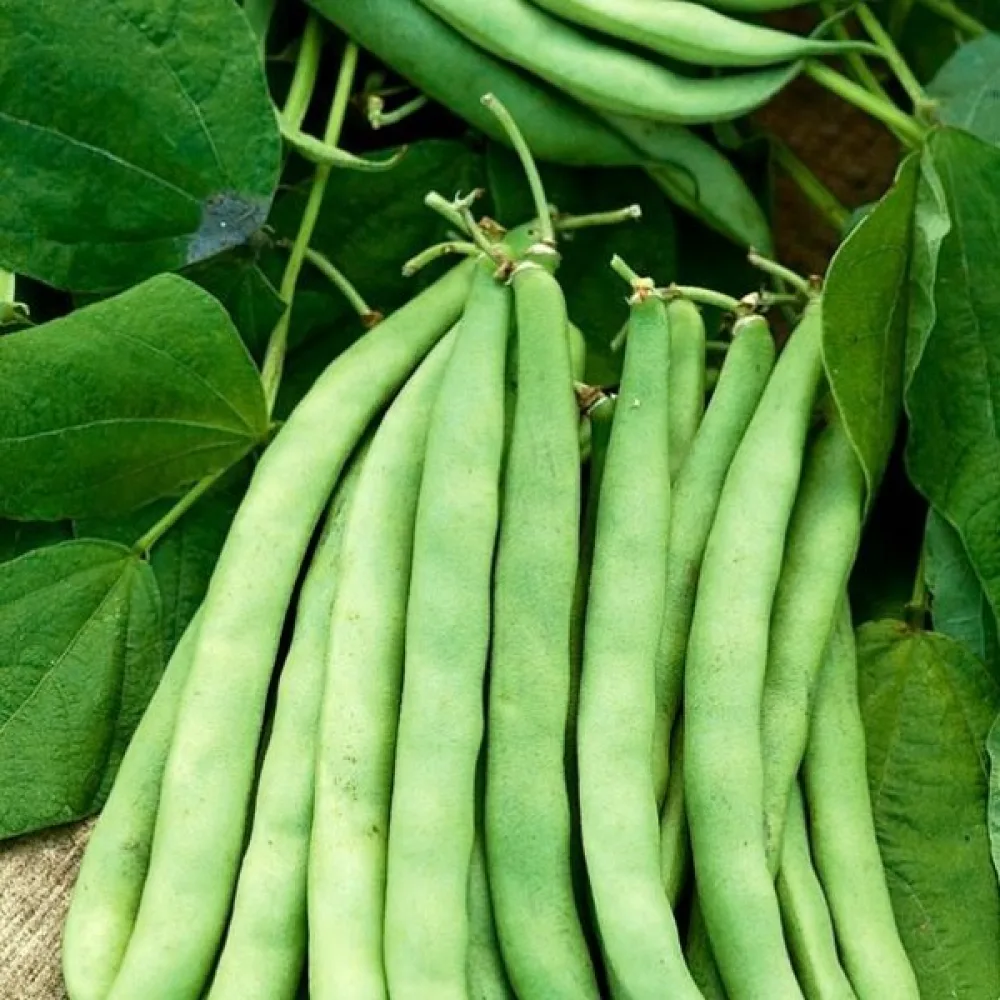 Tarhapapu 'Contender'
