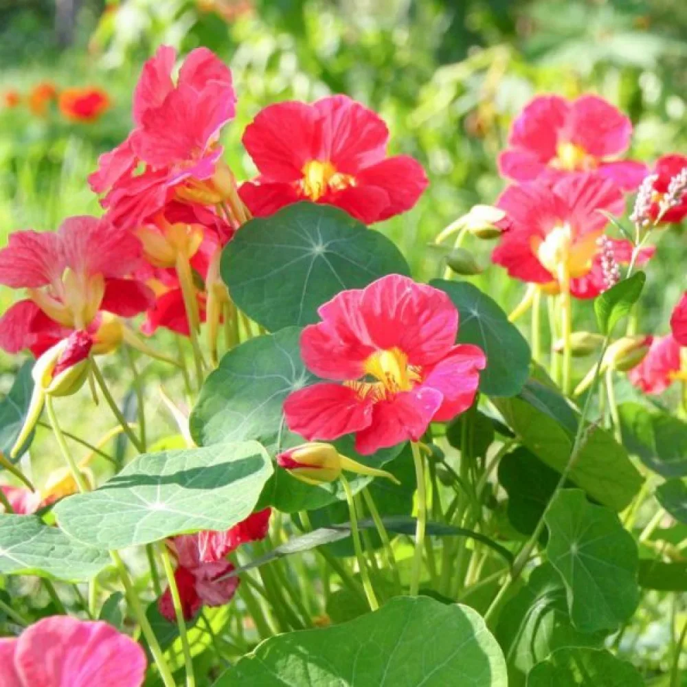 Köynnöskrassi 'Cherry Rose'