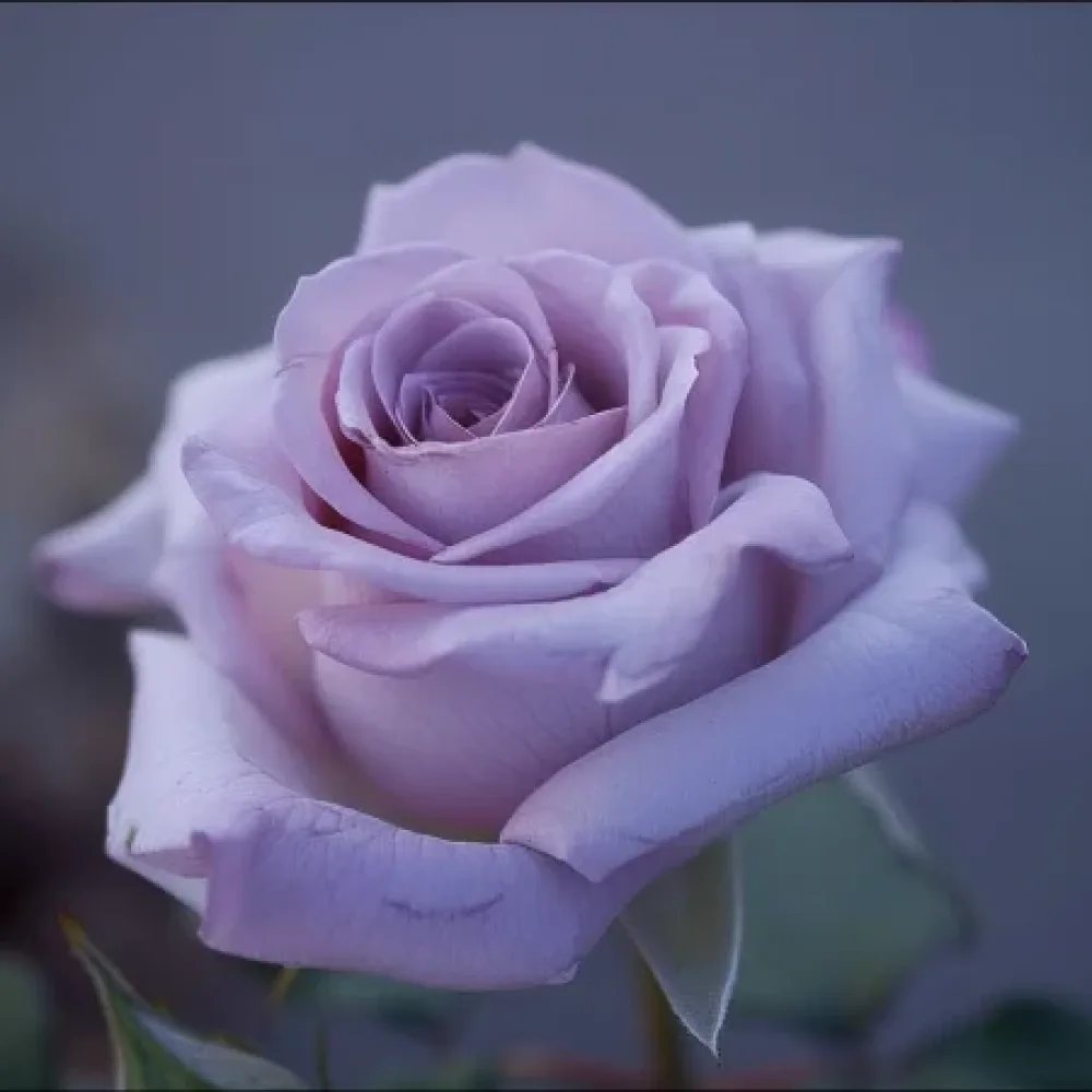 Ruusu 'Blooming Symphony' – paljasjuurinen
