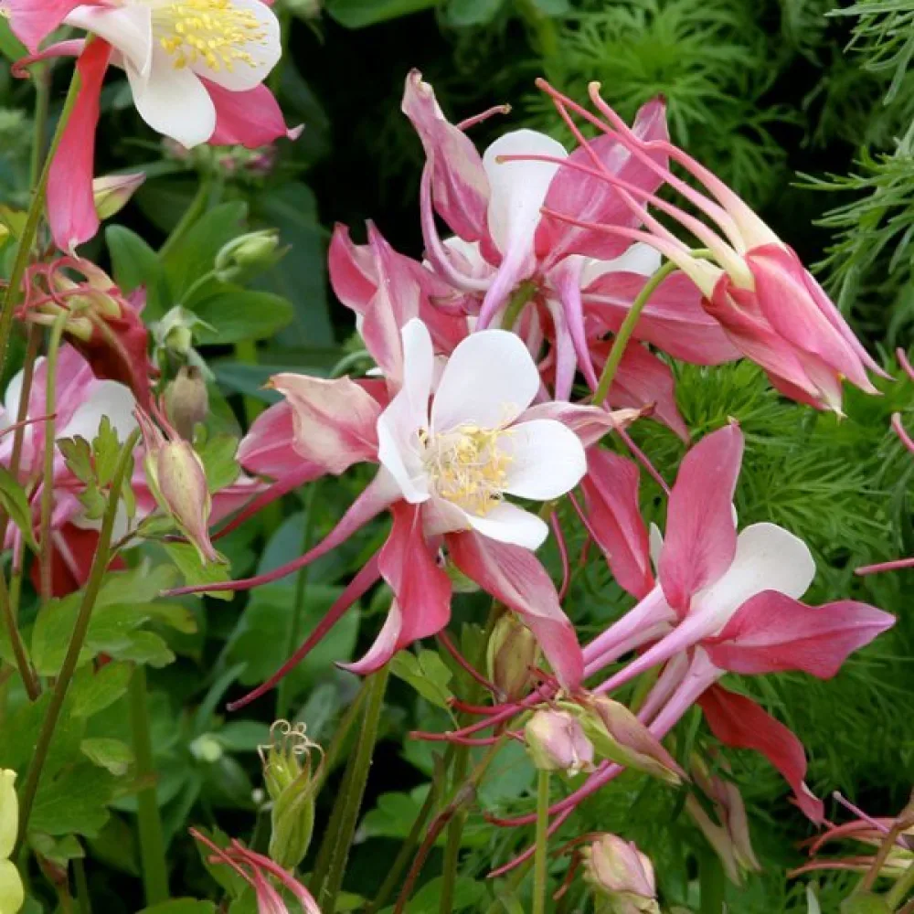 Akileija 'Rose Queen'