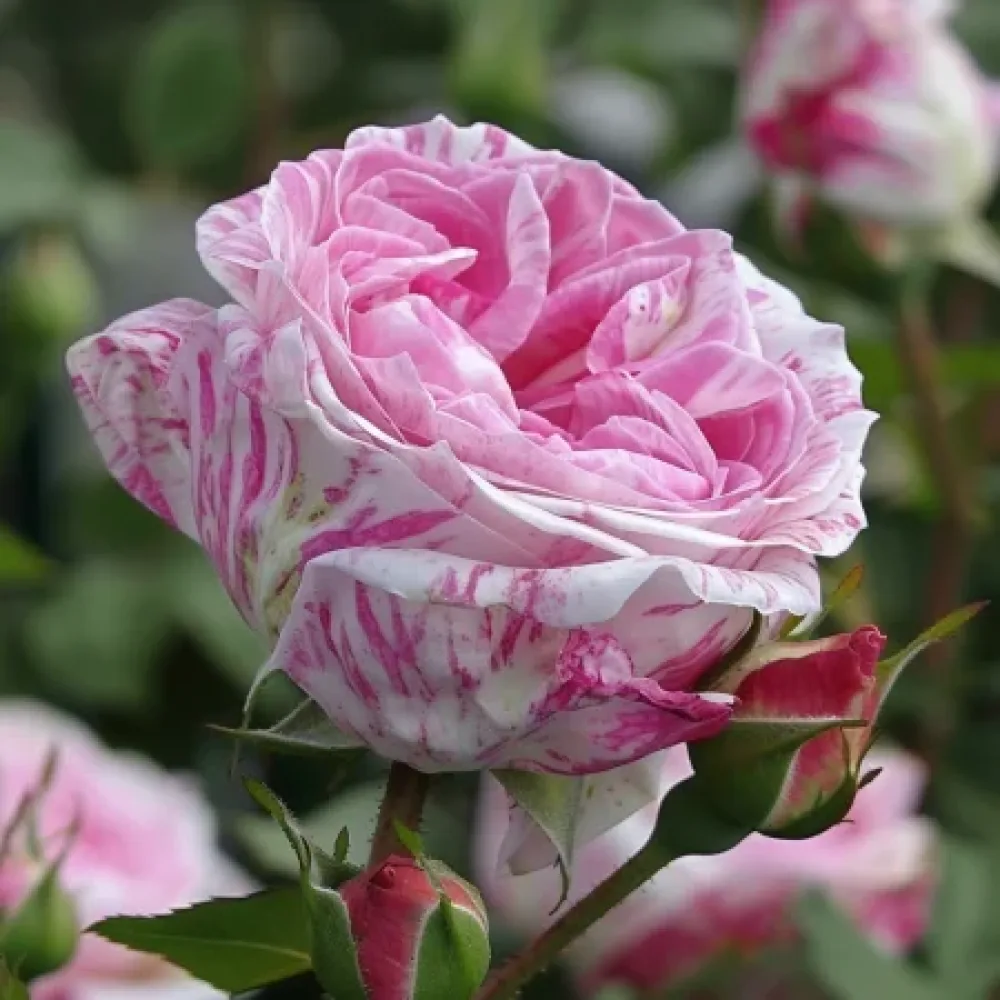 Ruusu 'Floral Whirl' – paljasjuurinen