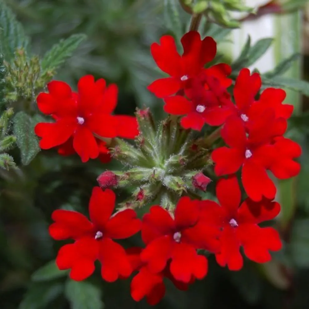 Tarhaverbena 'Luzifer'