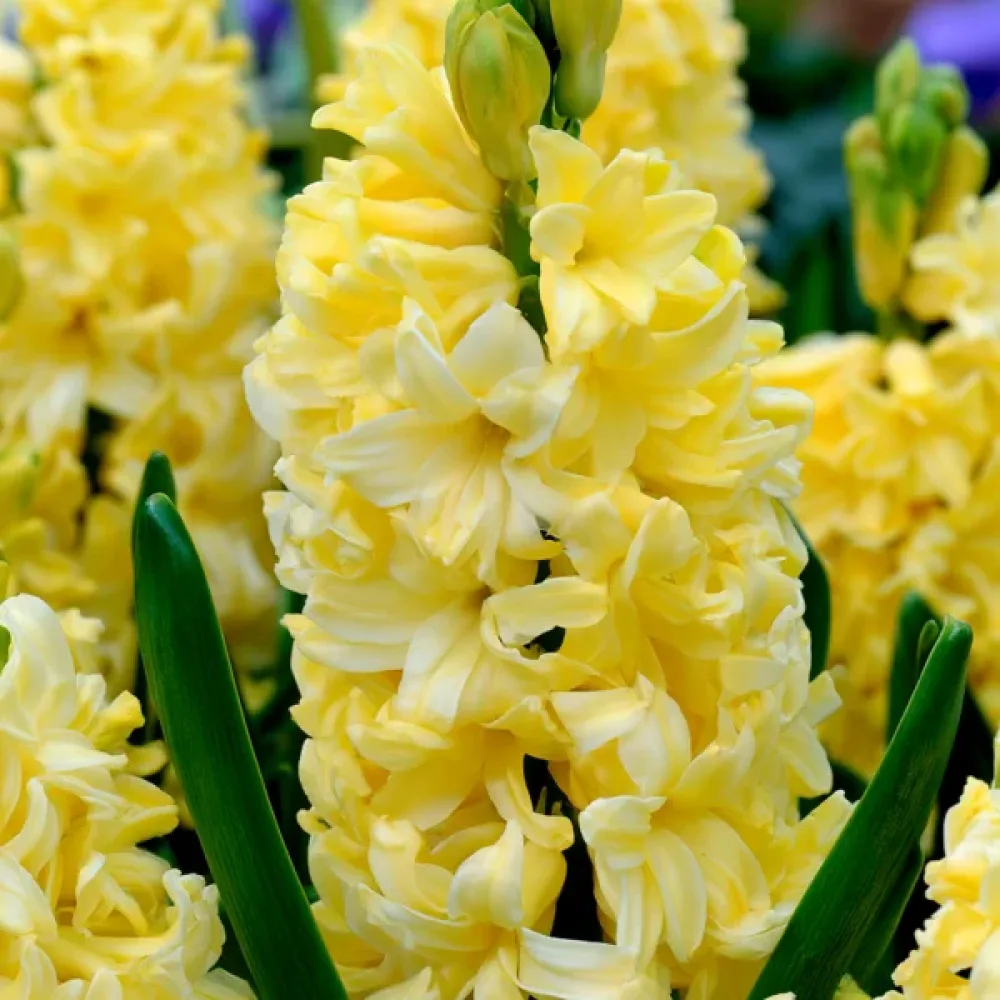 Hyasintti 'Yellow Queen'
