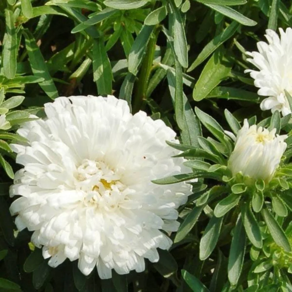 Kesäasteri 'Colour Carpet' valkoinen