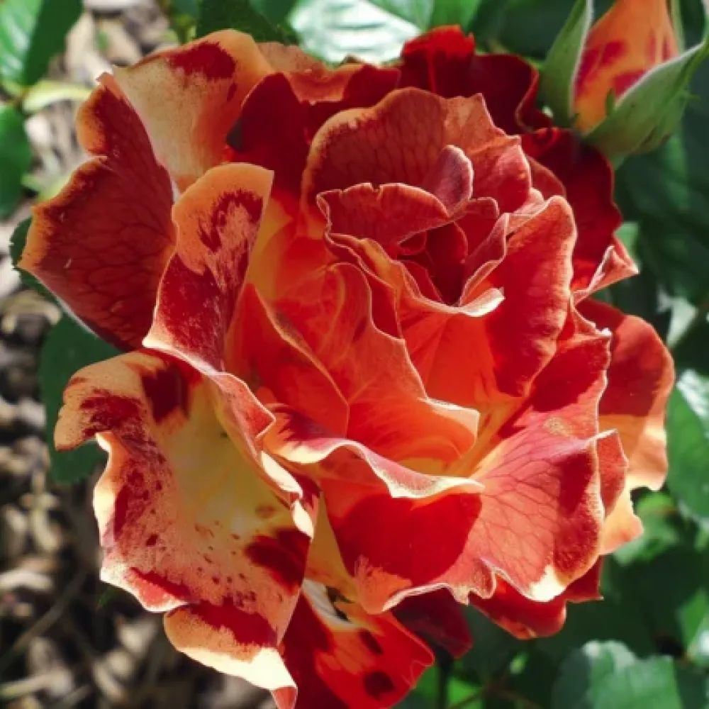 Ruusu 'Brown Pearls'