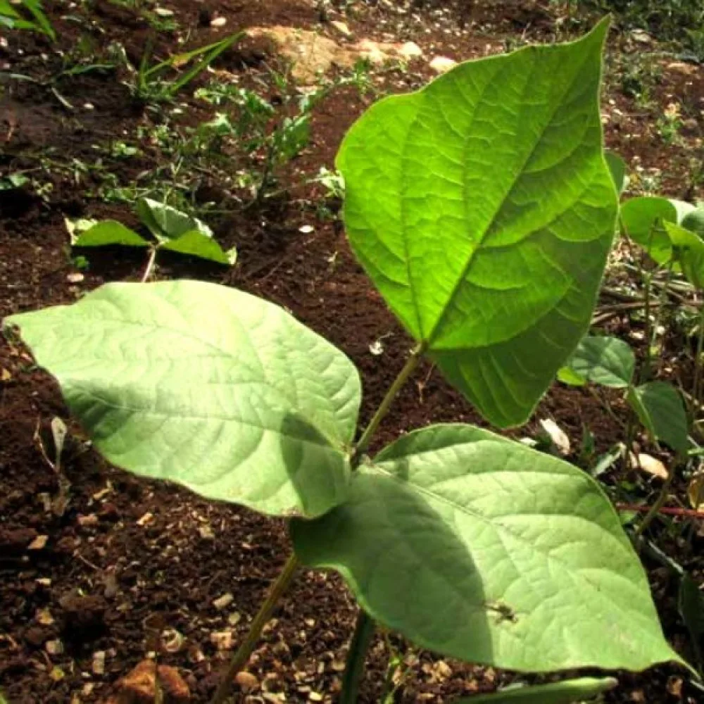 Mungpapu