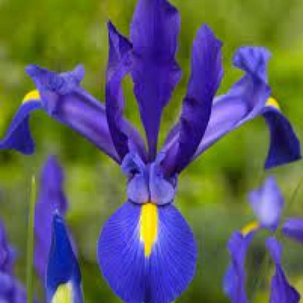 Kurjenmiekka 'Blue Magic Hollandica'