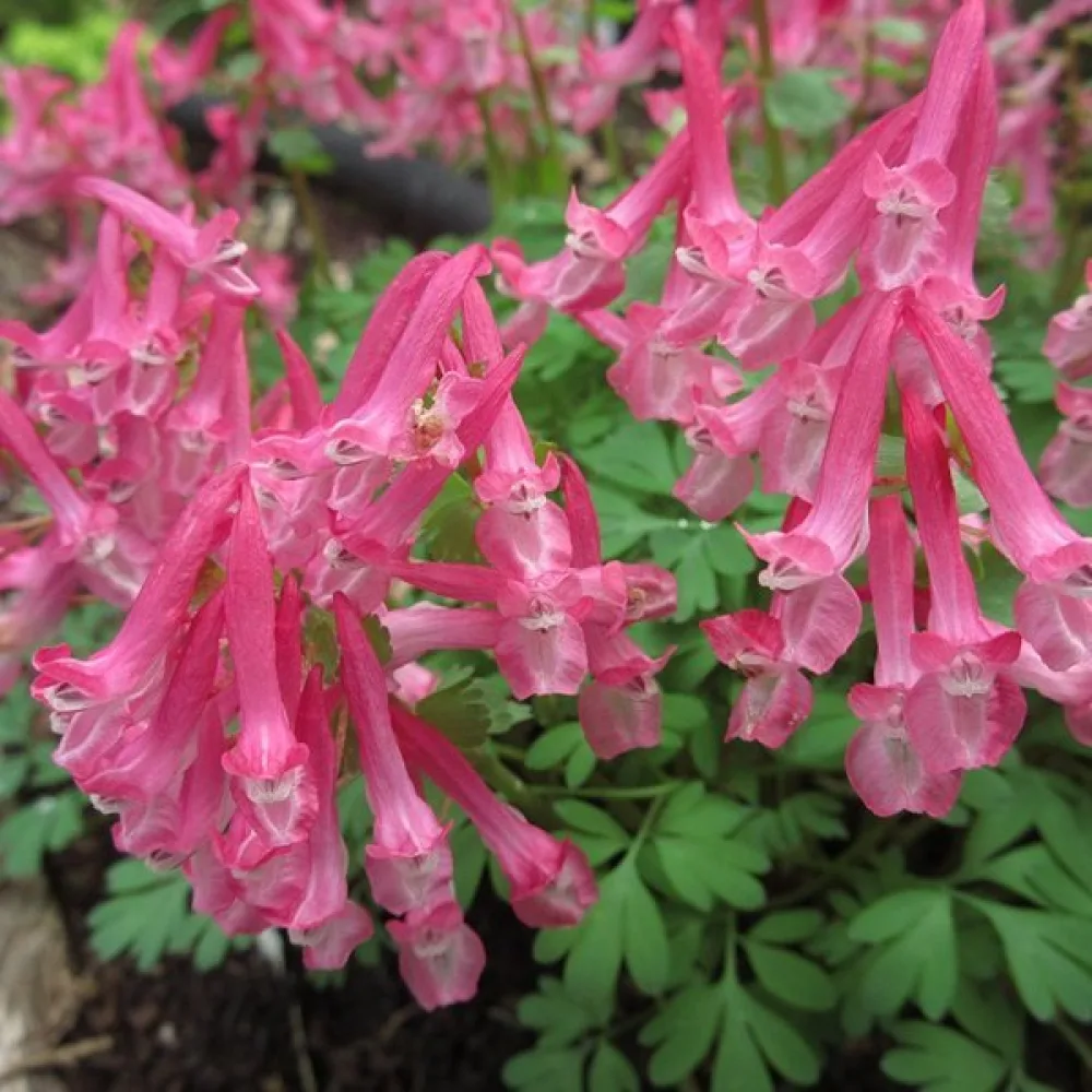 Kiurunkannus 'Beth Evans'