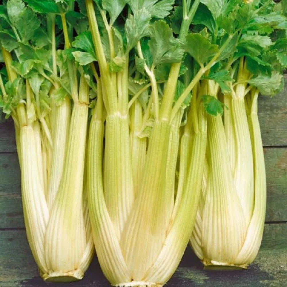 Varsiselleri 'Goldgelber 2'