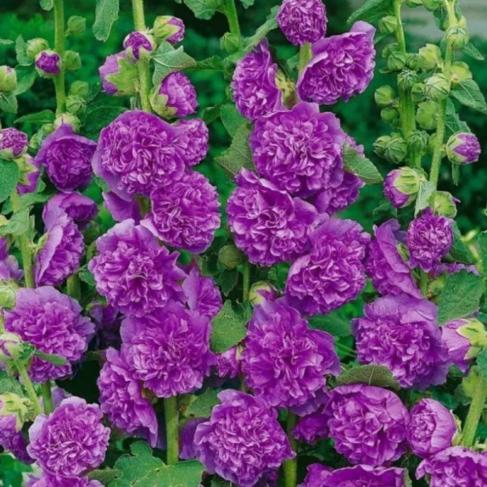 Kerrottu salkoruusu, violetti