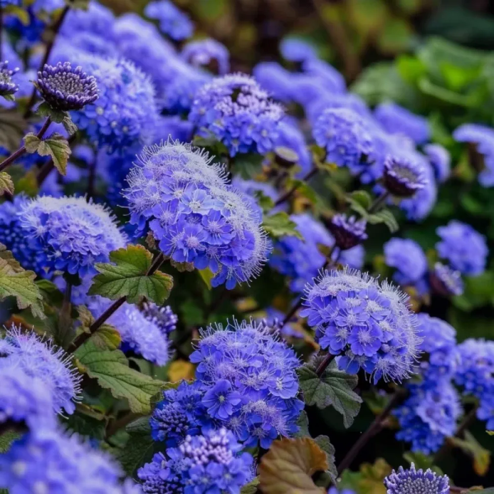 Sinihirvenjuuri 'Blue Mink'