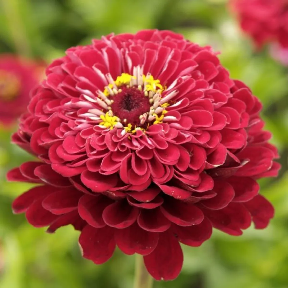 Tsinnia 'Monarch King'