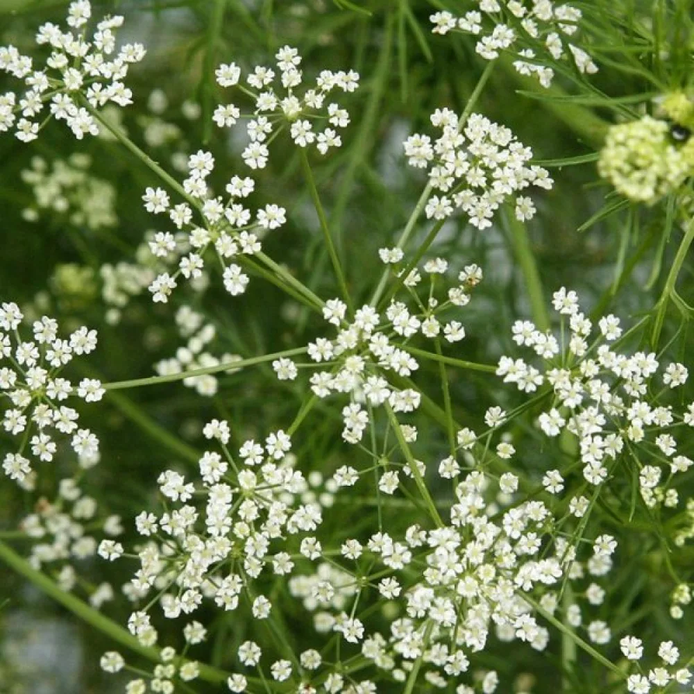 Kumina Carum carvi