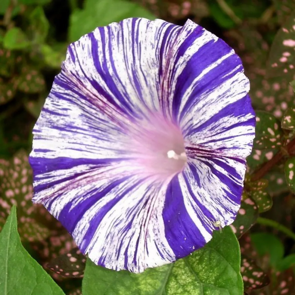 Elämänlanka 'Arlequin'