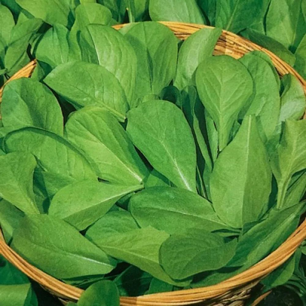 Sikuri 'Zuccherina di Trieste'