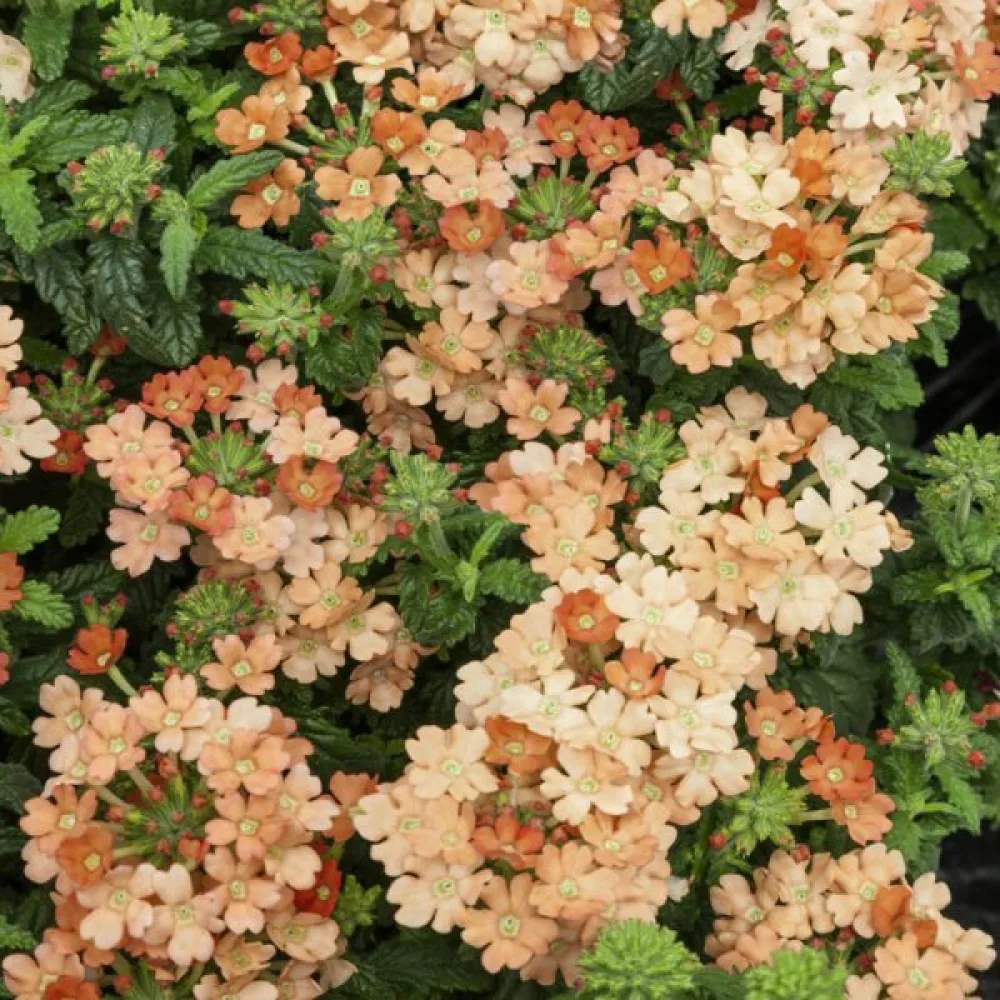 Tarhaverbena 'Peaches & Cream'