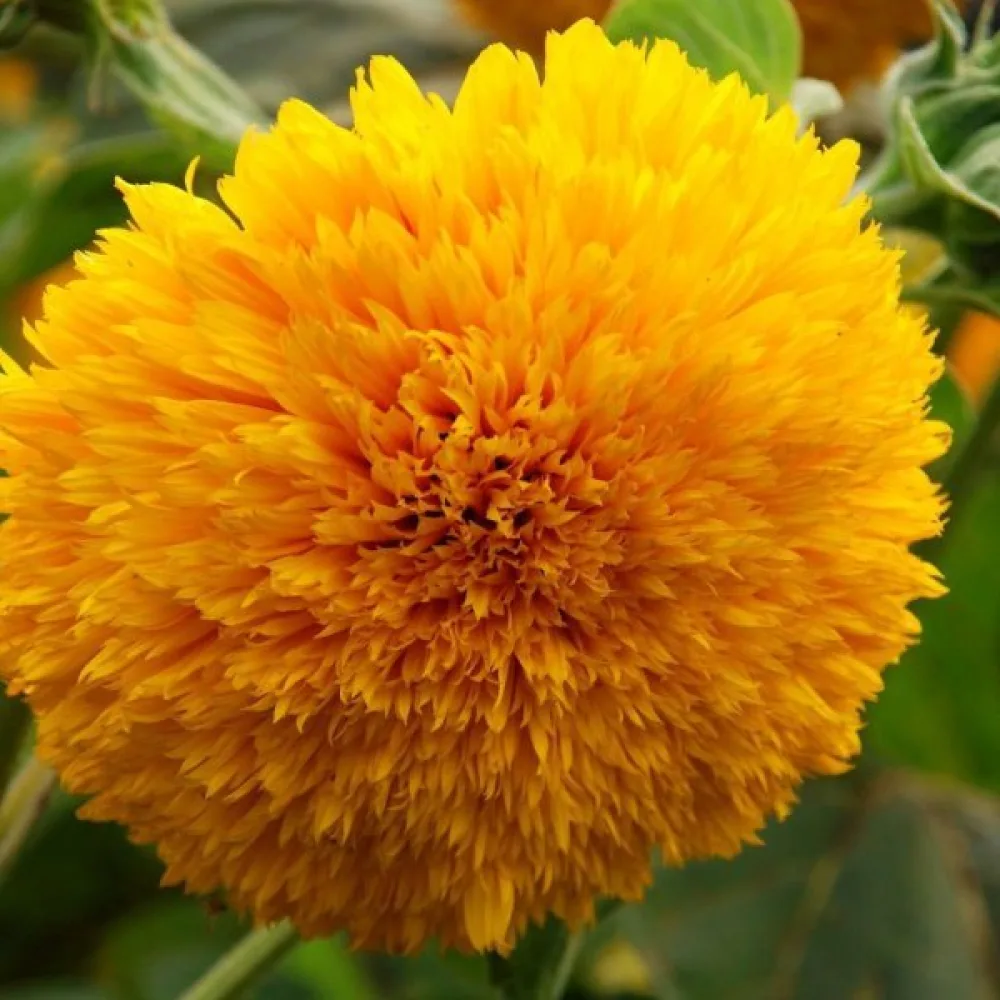 Auringonkukka 'Tall Sungold'