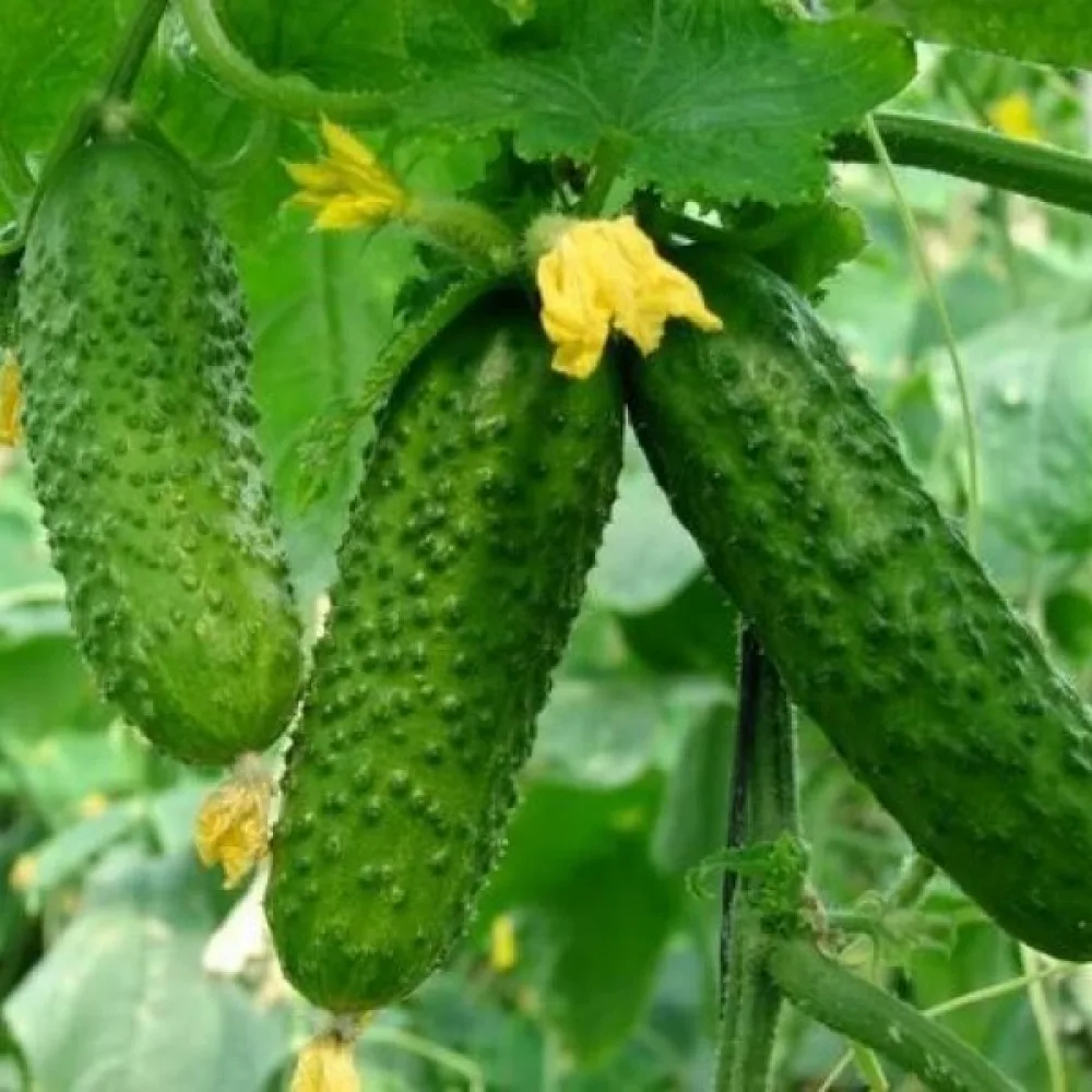 Avomaankurkku 'Tytus' F1