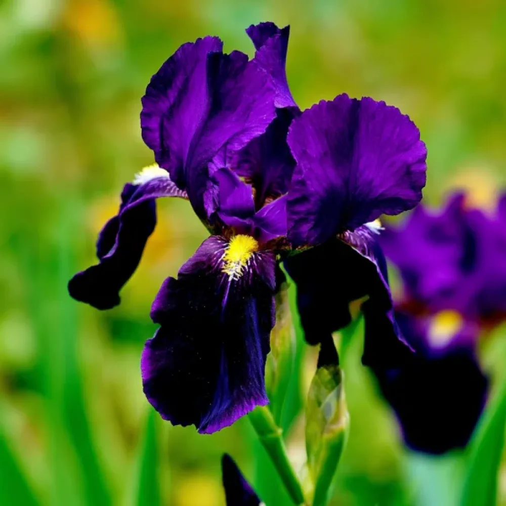Kurjenmiekka 'Purple Sensation Hollandica'
