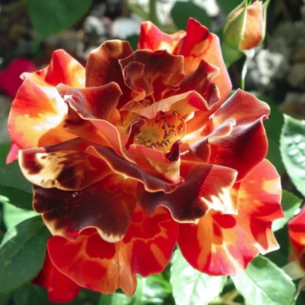 Ruusu 'Brown Pearls'