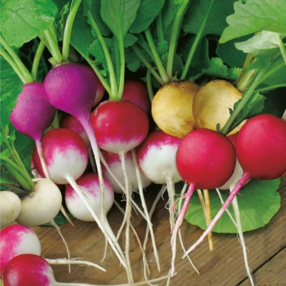 Retiisi 'Easter Eggs' (sekoitus)