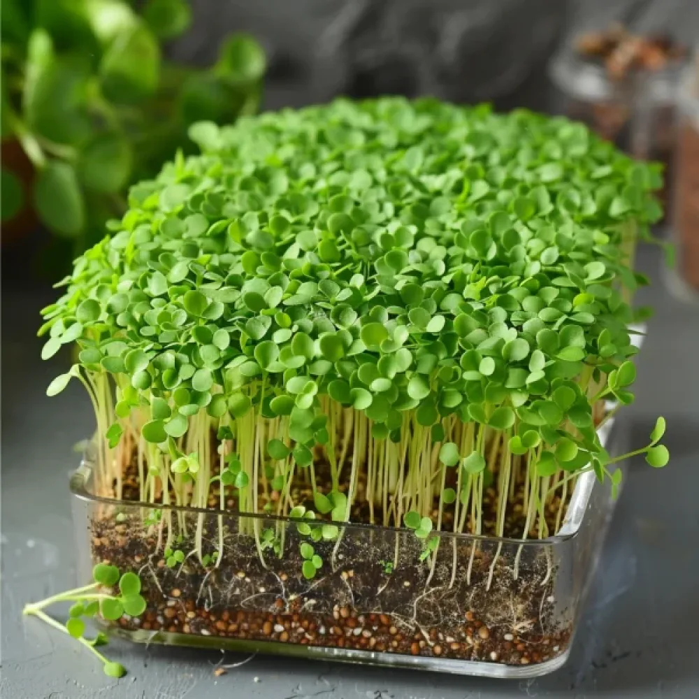 Rucola idätykseen